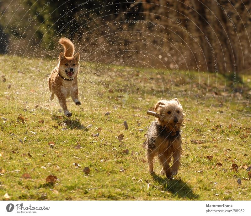 8 paws say Dog Animal Pet Japan Movement Driving Hundred-metre sprint Top speed Pursue Ambush Playing Wet Damp Drops of water Perspiration Perspire Eliminate