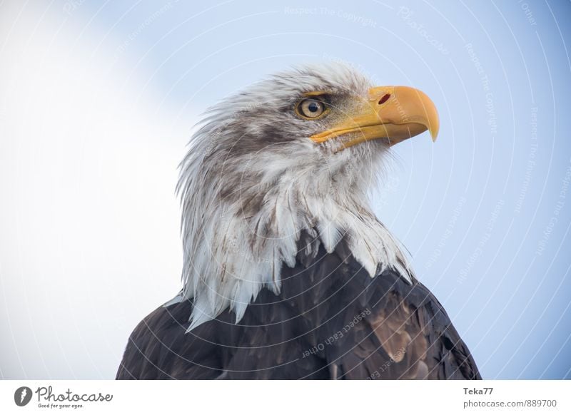 Lake Bald ADLER Nature Animal Bird Eagle Bald eagle Yellow Power Willpower Colour photo Exterior shot Close-up Deserted Shallow depth of field Animal portrait