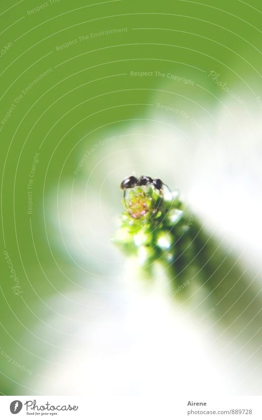 Now what? Flower Plantain Animal Ant 1 Crawl Green White Self-confident Fear of heights Effort Dexterity Climbing Colour photo Exterior shot