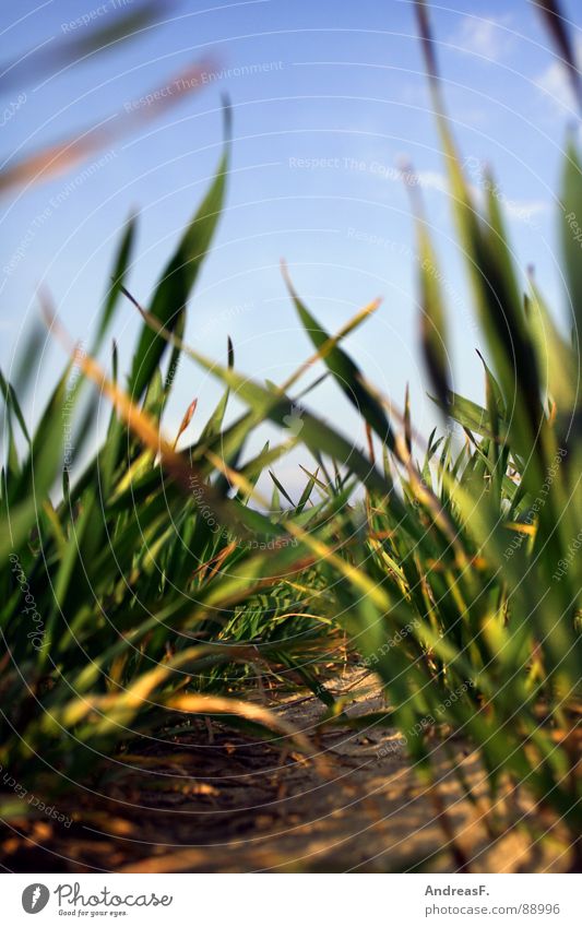 I can't see that meadow for all the grass. Grass Green Field Agriculture Pests Worm's-eye view Meadow Climate protection Fresh Earth Sand Grain Maize Blue sky