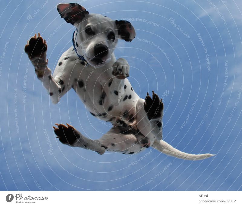 Dog from below - 6 Dalmatian Worm's-eye view Skylight Pane Animal Pet Mammal dalmation Point Patch Dappled Above