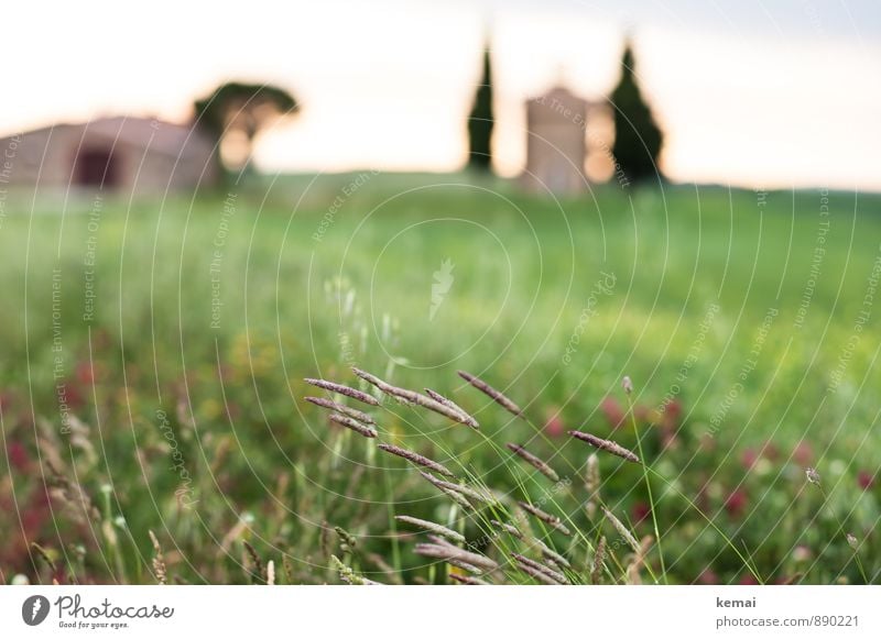 roadside Vacation & Travel Trip Tuscany Italy Environment Nature Landscape Plant Sunrise Sunset Summer Beautiful weather Grass Blossom Foliage plant Wild plant