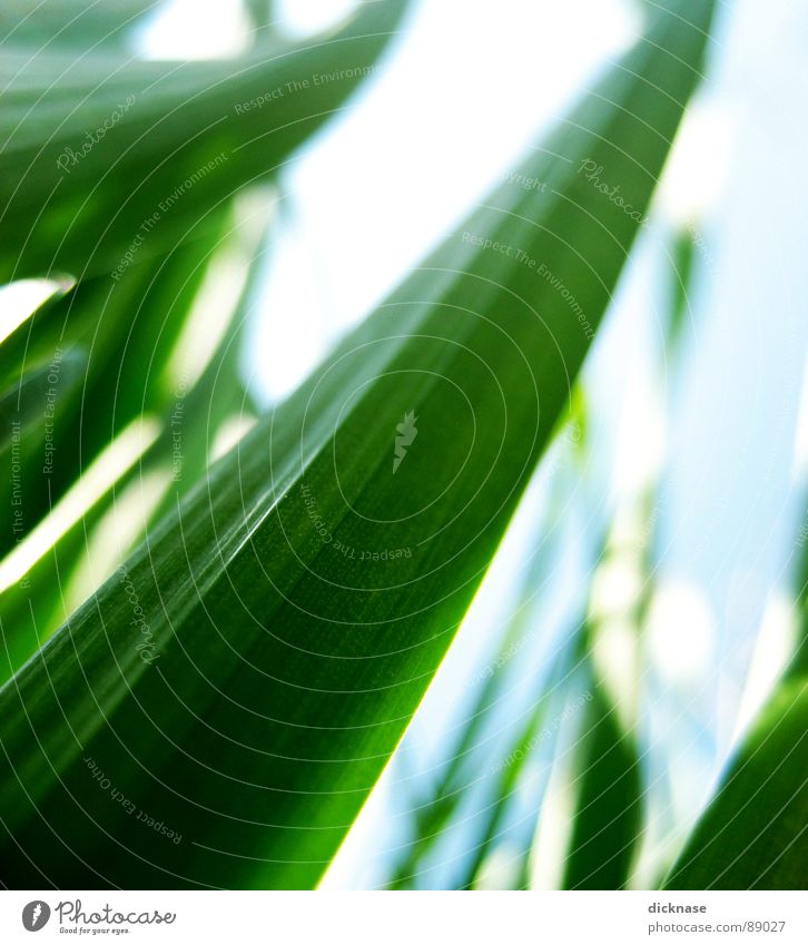 From an Ant´s point of view...vol.01 Blur Grass Blade of grass Habitat Spring Green Pattern Meadow Small Diminutive Diminish Transform Perspective