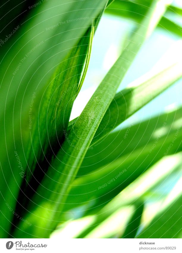 From an Ant´s point of view...vol.02 Blur Grass Blade of grass Habitat Spring Green Pattern Meadow Small Diminutive Diminish Transform Perspective