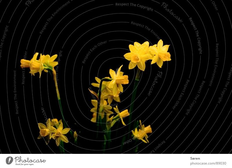 Happy Easter Flower Blossom Yellow Black Wild daffodil Bushes low light borussia dortmund alemannia aachen Feasts & Celebrations Lighting flowers eastern