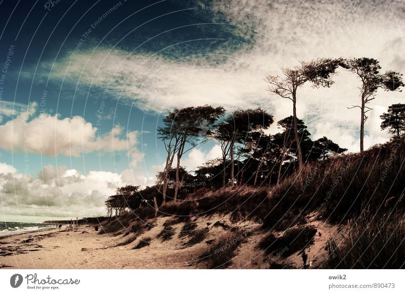 PEDESTRIAN ZONE Human being Group Environment Nature Landscape Plant Sky Clouds Climate Weather Beautiful weather Tree Grass Bushes Beach Baltic Sea