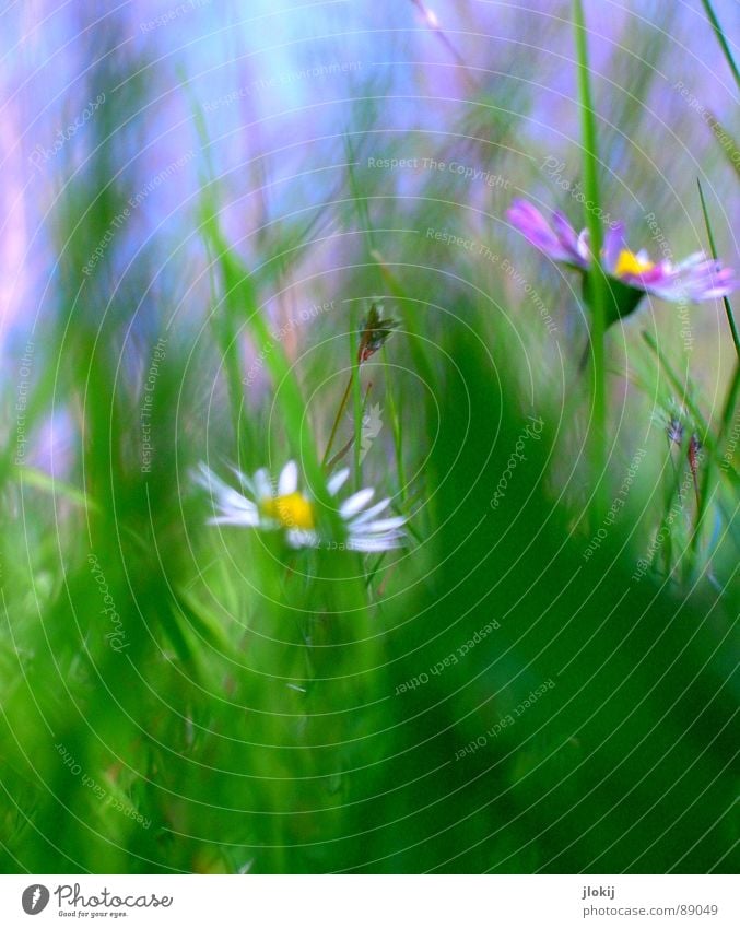 Unflowered Daisy Flower Plant Meadow Green Spring Summer Blossom Grass Blur White Background picture Nature Lovely Delicate Soft Lawn Sky Blue Movement Wind