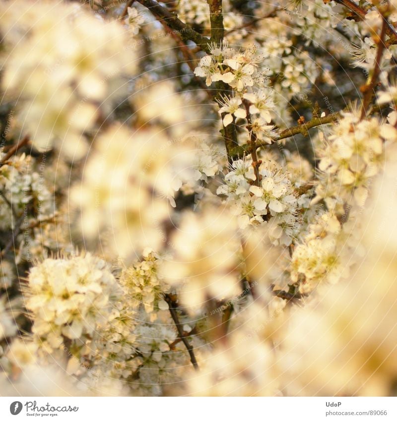 sloe snow Blackthorn White Evening Blossom Depth of field Spring Macro (Extreme close-up) Close-up Twig Blossoming Level Fragrance