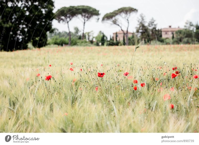 Poppy on Wednesday Harmonious Well-being Contentment Senses Relaxation Calm Fragrance Vacation & Travel Tourism Trip Adventure Far-off places Freedom Summer