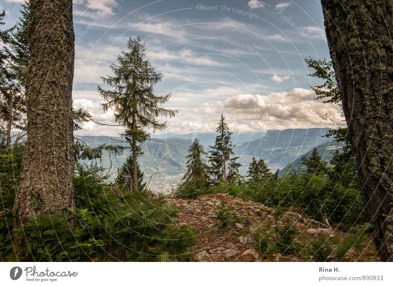 outlook Environment Nature Landscape Sky Clouds Summer Beautiful weather Tree Forest Mountain Hiking Joie de vivre (Vitality) Vacation & Travel Meran 2014