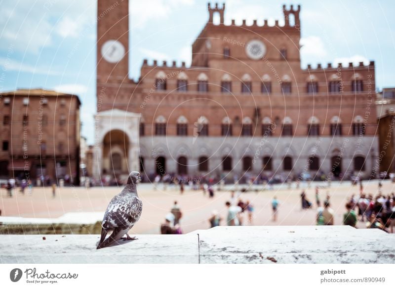 BirdPerspective Vacation & Travel Tourism Trip Adventure Sightseeing City trip Siena Town Palace Places Marketplace Tower Manmade structures Building