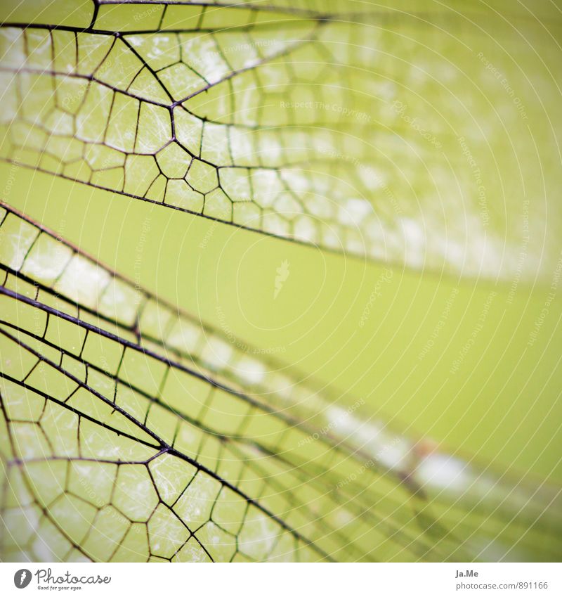 Libellenskelett Animal Air Garden Wild animal Wing Dragonfly Insect 1 Green Colour photo Exterior shot Detail Macro (Extreme close-up) Pattern