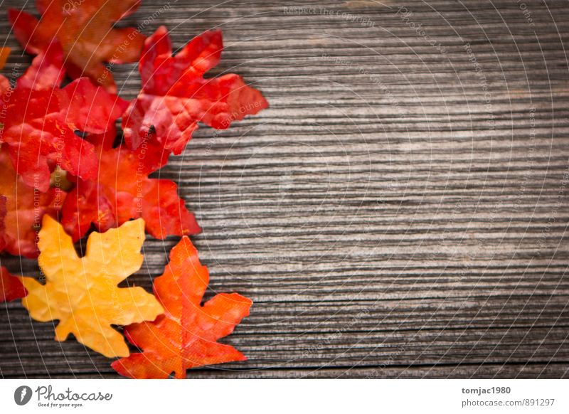 foliage on a wooden background Harmonious Meditation Decoration Nature Plant Autumn Leaf Wood Brown Break Autumn leaves autumn evening Autumnal colours Rustic