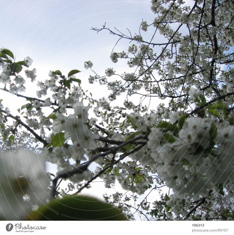 WILD BUDS DRIFTING COLORFUL Plant Branchage Growth Spring Expel Sprout Blossom Cherry Cherry blossom Flower Physics Sunbeam Tree Park Green White Leaf Organic