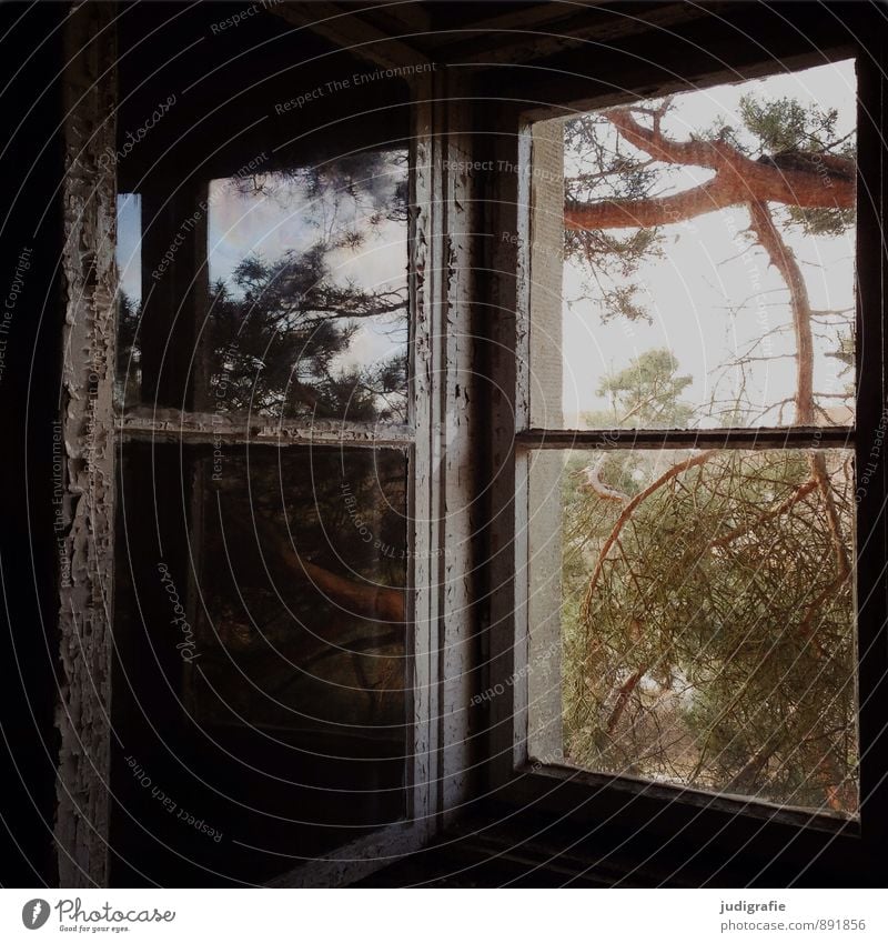 garrison Nature Tree Deserted House (Residential Structure) Ruin Window Glass Exceptional Dark Natural Moody Mysterious Stagnating Decline Past Transience