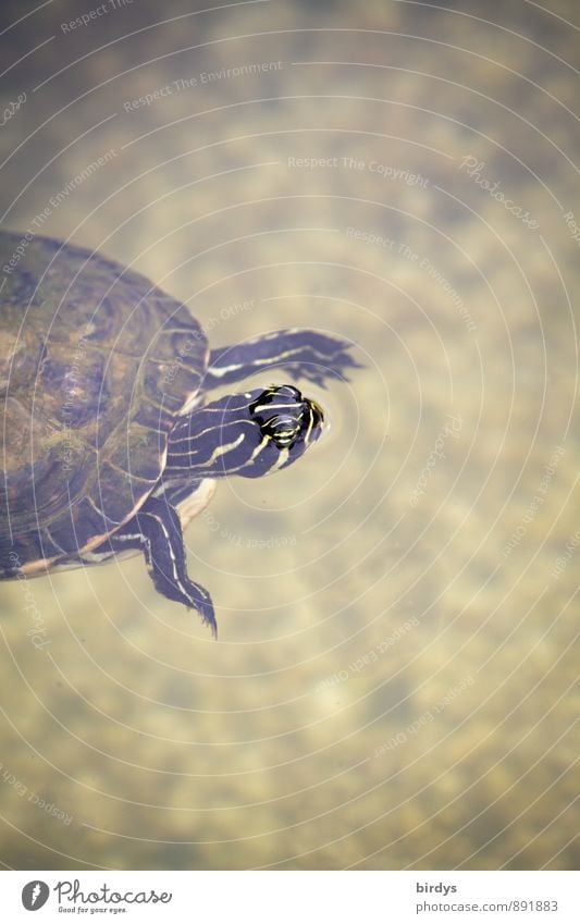 Emma floats Water Pond Pet Turtle Turles Tortoise-shell 1 Animal Breathe Looking Swimming & Bathing Old Esthetic Exotic Friendliness Positive Beautiful