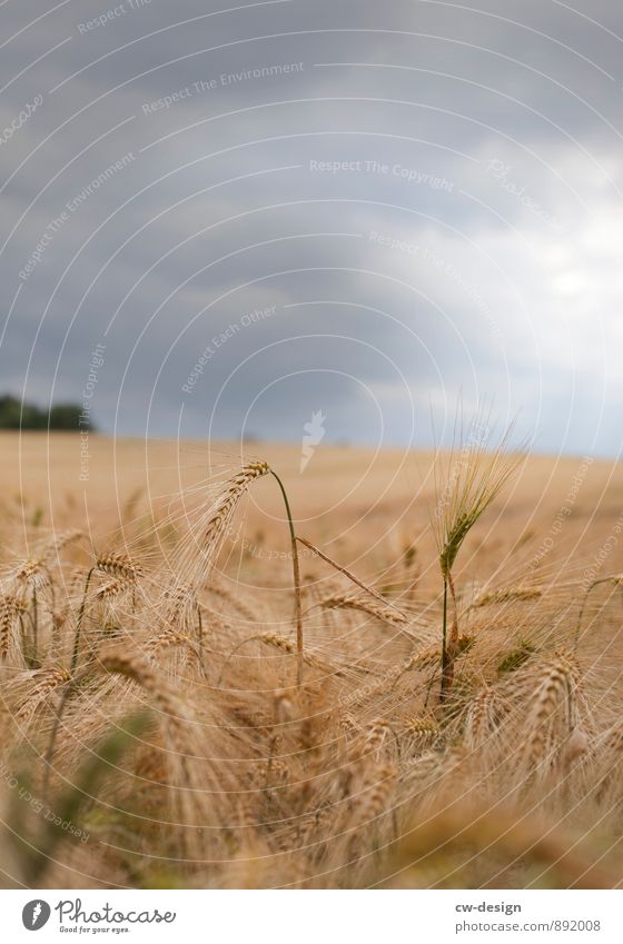 country gold Environment Nature Landscape Plant Clouds Storm clouds Summer Autumn Weather Bad weather Thunder and lightning Grass Agricultural crop Field