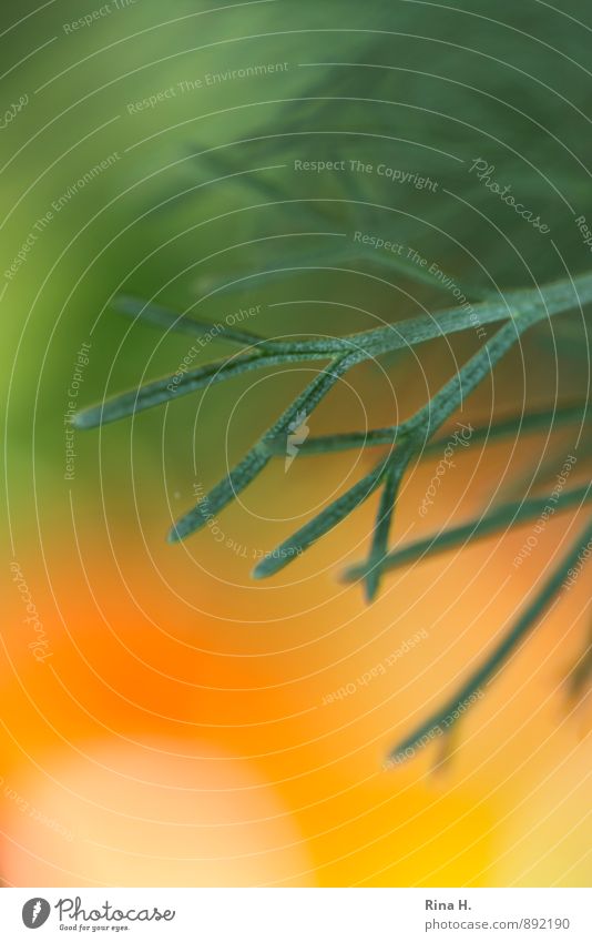 cabbage Plant Summer Agricultural crop Illuminate Authentic Herbs and spices Tomato Macro (Extreme close-up) Warm colour Soft Colour photo Exterior shot