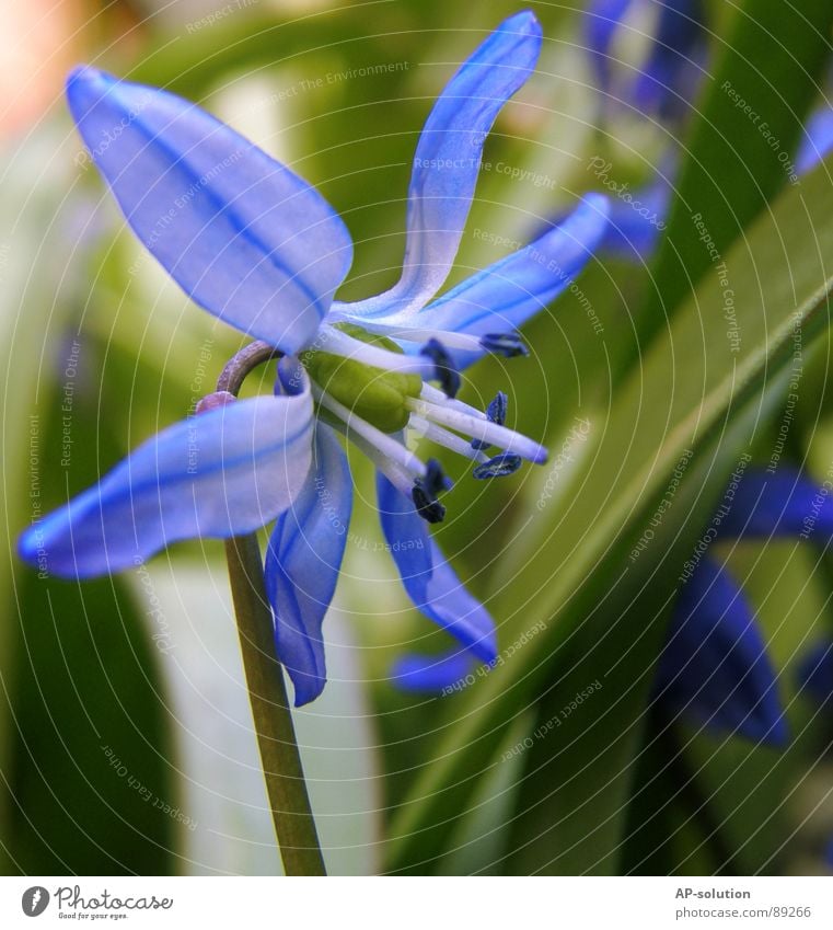 blue flower Blossoming Plant Flower Growth Macro (Extreme close-up) Sprinkle Spring Summer Violet Green Bouquet Bee Spring fever Beautiful Delicate Botany