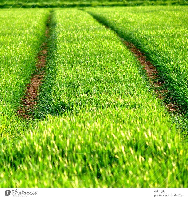 It's so green! Green Expel Horizon Grass Sowing Field Spring Plantlet Juicy kick Furrow Lanes & trails Ground Line parallel Grain young vegetables