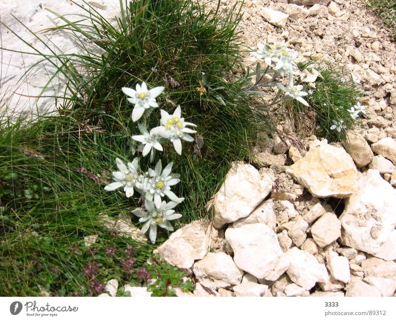 Edelweiss in stone Flower Grass Meadow Mountain mountain flower Stone Nature Landscape Noble