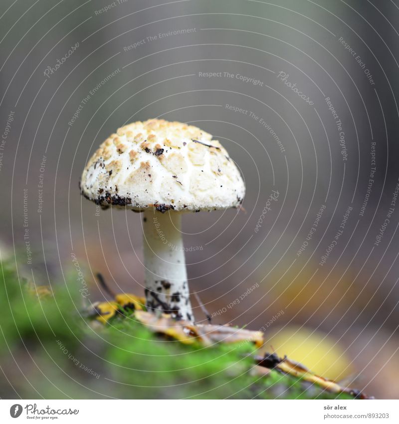 mushroom head Environment Nature Plant Mushroom Mushroom cap Forest Woodground Sustainability Loneliness 1 Colour photo Exterior shot Deserted Copy Space left