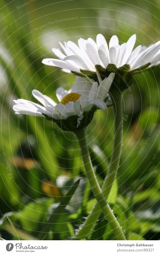 Daisy_01 Flower Spring Summer Together Meadow Green Trust Macro (Extreme close-up) Close-up Love Nature