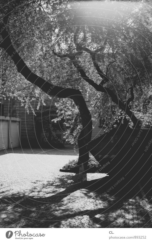 backyard Environment Beautiful weather Tree Container Garage Garage door Backyard Bright Parking lot Black & white photo Exterior shot Deserted Day Light Shadow