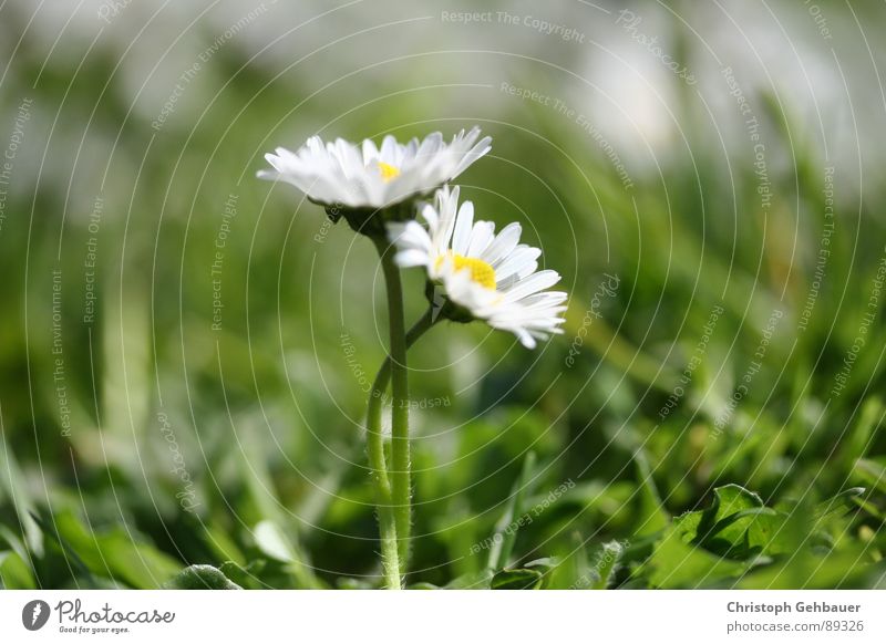 Daisy_03 Flower Spring Summer Together Meadow Green Trust Love Macro (Extreme close-up) Close-up Nature