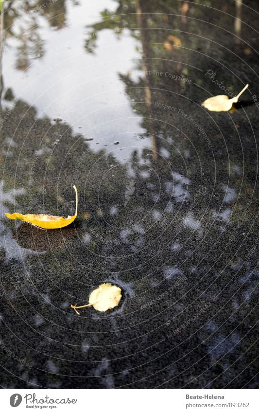 autumn mirror Nature Sky Autumn Bad weather Rain Tree Leaf Boating trip Fishing boat Mirror Stone Water Wet Blue Yellow Black Endurance Curiosity Fear Beginning