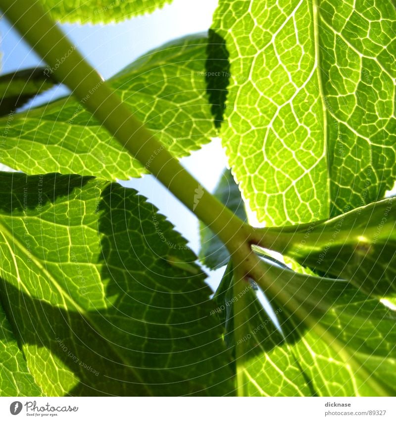 Spring leaves vol.01 Green Summer Lighting Vessel Nature intersect Sun Backlit sky. blue...to be continued...