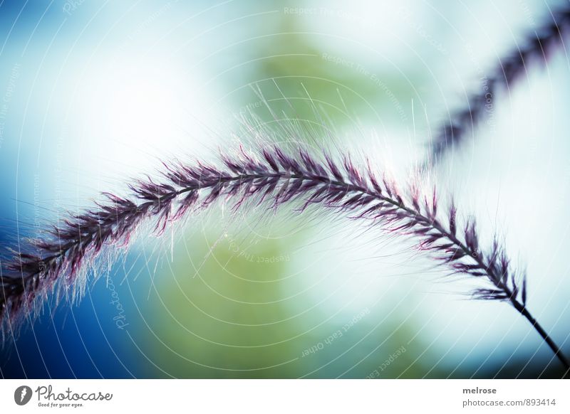 simply bent Nature Plant Sun Sunlight Summer Beautiful weather Grass Fern Wild plant Blade of grass Part of the plant Fountain grass Breathe Blossoming Hang