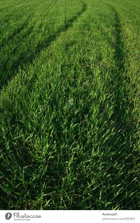 It's not getting greener. Green Field Footpath Juicy Fresh Summer Spring Wheat Maize field Cornfield Tracks Agriculture Grass Evening sun Grain Plant Earth