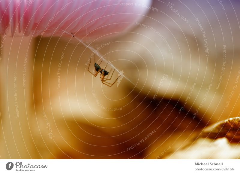 downwards Environment Nature Plant Animal Mushroom Forest Spider 1 Small Natural Downward On the head Colour photo Close-up Macro (Extreme close-up)