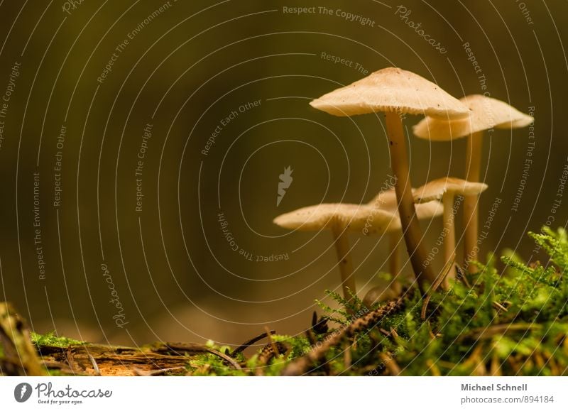 roof fungi Environment Nature Forest Fresh Small Natural Thin Calm Pure Mushroom Roof roof fungus Narrow Stretching Colour photo Exterior shot Close-up Deserted