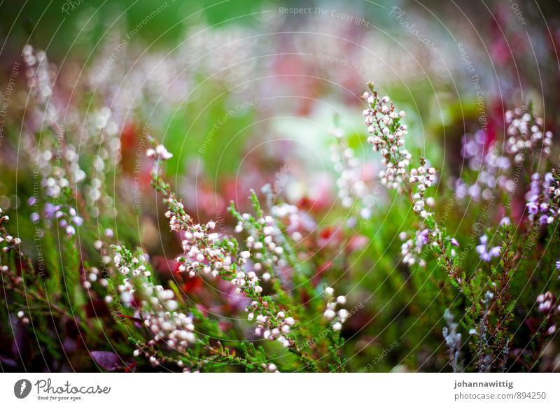 By the wayside Environment Nature Landscape Plant Earth Autumn Moss Blossom Wild plant Meadow Bog Marsh Pink Red White Calm Lanes & trails Wayside