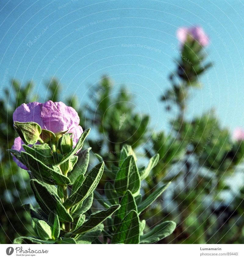 wild summer growth Flower Plant Blossom Spring Summer Southern France Sage Green Pink Blossoming Blue Medicinal plant