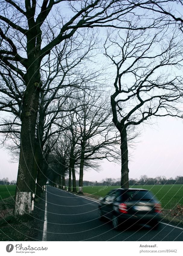 Fair weather Sunday excursion II Avenue Tree Country road Speed Leadfoot Motion blur Car Driving school Driver's license Transport Airbag Road traffic