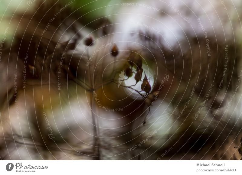 Windy Environment Nature Plant Bushes Movement Threat Wild Brown End Feeble Shaky Autumnal unstable Blur Colour photo Exterior shot Motion blur