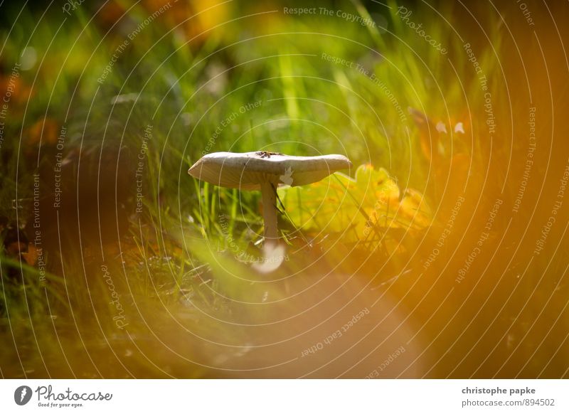 forest floor dweller Nature Plant Autumn Wild plant Park Meadow Forest Stand Growth Mushroom Autumnal Freeloader Blur Grass Food Poison Colour photo