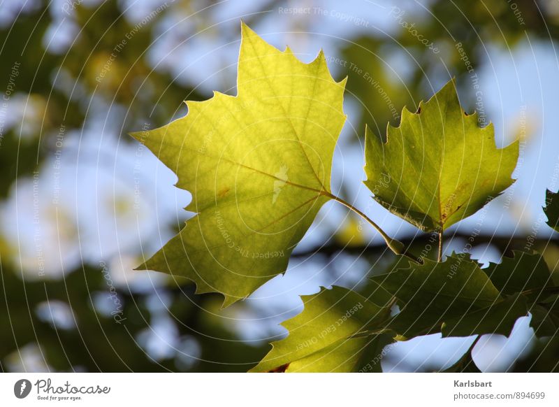 green autumn Healthy Health care Wellness Harmonious Well-being Relaxation Calm Nature Plant Summer Autumn Beautiful weather Leaf Park Forest Green