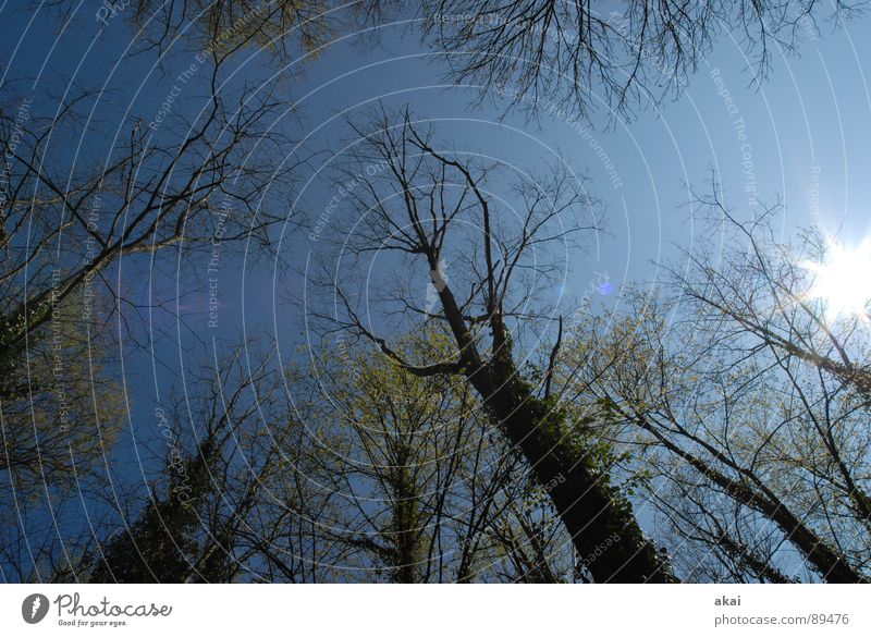 Heaven on earth 6 Sky Coniferous trees Forest Sky blue Geometry Deciduous tree Perspective Coniferous forest Deciduous forest Glade Paradise Clearing Calm Green