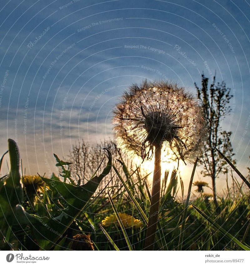 Dandelion No. I Sunset Evening Blow Grass Yellow Horizon Children's game Glittering Joy Transience go to sleep green Sky