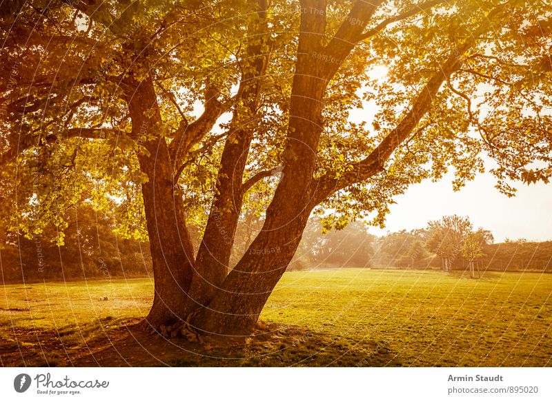 Tree - Autumn Nature Landscape Plant Sky Sunrise Sunset Sunlight Summer Beautiful weather Park Meadow Forest Berlin Esthetic Large Moody Environment clouds