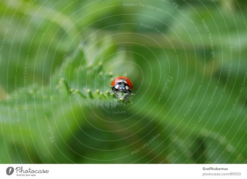 Ladybird in the green Insect Animal Green Good luck charm Summer Nature Happy Macro (Extreme close-up) aphid-eaters