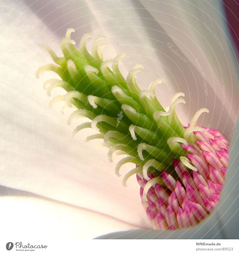 Miniananas? III Pink Green White Magnolia plants Blossom Thorny Light Light and shadow Multicoloured Near Macro (Extreme close-up) Interesting Lighting