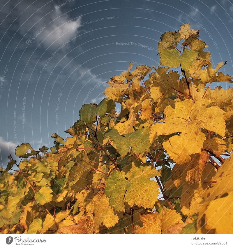 Evening in the vineyard Autumn Sunset Vineyard Rheingau Leaf Bright green Yellow Clouds Stick Vine leaf Romance Alcoholic drinks Gold Blue Sky golden autumn reb