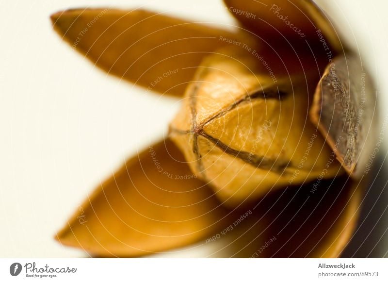 Sputnik 0815 Dried flower Plant Flower Dry Decoration Things Beautiful Macro (Extreme close-up) Brown Brownish Close-up Autumn Mixture airplane scented