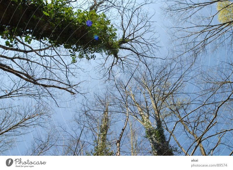 Heaven on earth 7 Sky Coniferous trees Forest Sky blue Geometry Deciduous tree Perspective Coniferous forest Deciduous forest Glade Paradise Clearing Calm Green