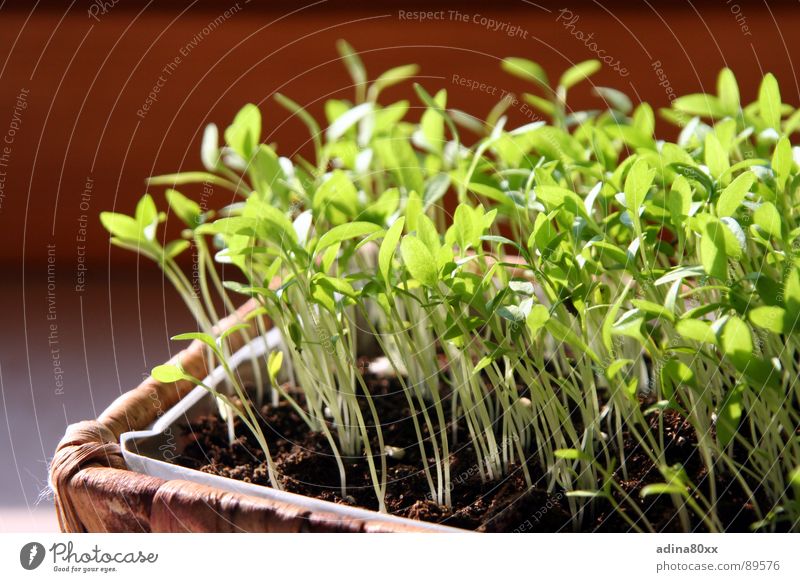 grow together... Parsley Spring Herbs and spices Small Caresses Germ Sow Growth Green Birth Death New start Life Sowing Productive Together Society Kitchen